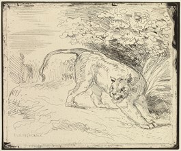 Tiger Ready to Spring, n.d., Eugène Delacroix, French, 1798-1863, France, Cliché verre on cream