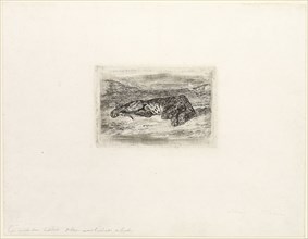 Tiger Resting in the Desert, 1846, Eugène Delacroix, French, 1798-1863, France, Etching on white