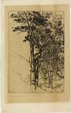 Firs (A Study), 1868, Francis Seymour Haden, English, 1818-1910, England, Etching on copper printed