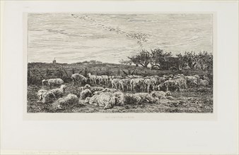 Meadow with sheep, 1860, Charles François Daubigny, French, 1817-1878, France, Etching on light