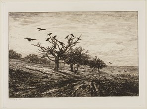 Crows in a Tree, 1867, Charles François Daubigny, French, 1817-1878, France, Etching on paper, 180