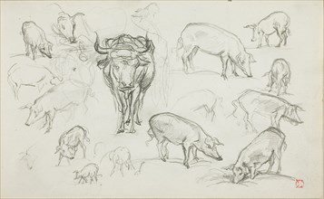 Sketches of Swine and an Ox, n.d., Charles François Daubigny, French, 1817-1878, France, Graphite
