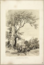 Beech and Oak (Frontispiece), from The Park and the Forest, 1841, James Duffield Harding (English,