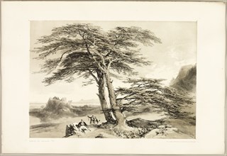 Cedars of Lebanon, from The Park and the Forest, 1841, James Duffield Harding (English, 1798-1863),