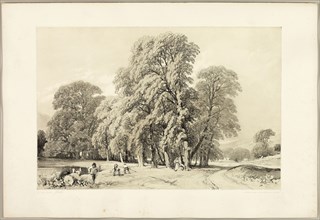 Plane Trees, from The Park and the Forest, 1841, James Duffield Harding (English, 1798-1863),