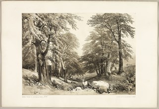 Beech Trees in Arundale Park, from The Park and the Forest, 1841, James Duffield Harding (English,