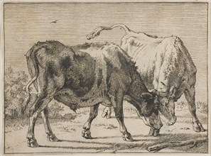 Two Bulls Fighting, n.d., Paulus Potter, Dutch, 1625-1654, Holland, Etching on ivory paper, 105 x