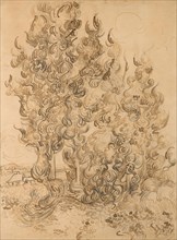 Cypresses, 1889, Vincent van Gogh, Dutch, 1853-1890, Netherlands, Pen and reed pen and brown inks,