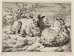 Two Sheep, n.d., Adriaen van de Velde, Dutch, 1636-1672, Holland, Etching on ivory paper, 72 x 97