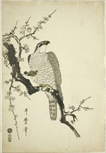 Hawk on a Plum Branch, 1800, Kitagawa Utamaro ??? ??, Japanese, 1753 (?)-1806, Japan, Color