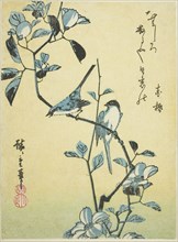 Birds on camellia branch, 1830s, Utagawa Hiroshige ?? ??, Japanese, 1797-1858, Japan, Color