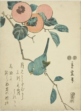 Japanese white-eye and persimmons, c. 1847/52, Utagawa Hiroshige II (Shigenobu), Japanese,