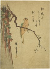 Macaw on ivy-covered tree, 1830s, Utagawa Hiroshige ?? ??, Japanese, 1797-1858, Japan, Color