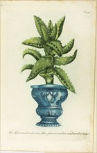 African Aloe, plate 47 from Phtanthoza Iconographia, 1736, Published by Johann Wilhelm Weinmann,