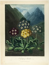 A Group of Auriculas, from The Temple of Flora, 1803, Frederick Christian Lewis, the elder