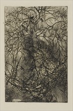 Tree Branches, n.d., Rodolphe Bresdin, French, 1825-1885, France, Etching on cream China paper,