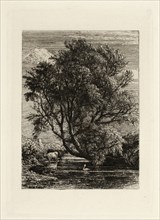 The Willow, n.d., Samuel Palmer, English, 1805-1881, England, Etching in black on paper, 90 × 67 mm