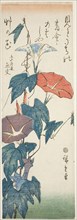 Morning Glories, c. 1840s, Utagawa Hiroshige ?? ??, Japanese, 1797-1858, Japan, Color woodblock