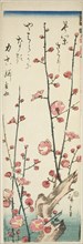Blossoming plum branches, c. 1843/47, Utagawa Hiroshige ?? ??, Japanese, 1797-1858, Japan, Color