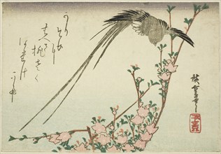 Long-tailed bird and peach blossoms, 1830s, Utagawa Hiroshige ?? ??, Japanese, 1797-1858, Japan,