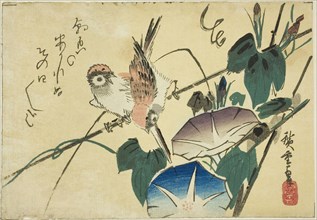 Sparrows and morning glories, 1830s, Utagawa Hiroshige ?? ??, Japanese, 1797-1858, Japan, Color