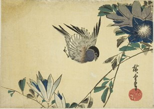 Bullfinch and clematis, 1830s, Utagawa Hiroshige ?? ??, Japanese, 1797-1858, Japan, Color woodblock