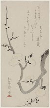 Plum Branch, late 18th century, Kitao Shigemasa, Japanese, 1739-1820, Japan, Color woodblock print,