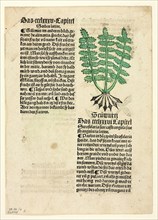 Figwort (recto), and Bloodroot (verso), from Gart der Gesundheit (Garden of Health), Plate 11 from