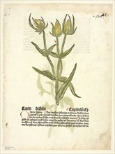 Thistle (recto) and Thistle buds (verso) from Gart Der Gesundheit (also called Hortus sanitatis, or