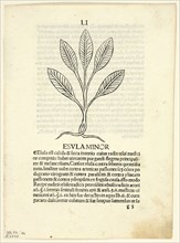 Esula Minor from Herbarium, Plate 46 from Woodcuts from Books of the 15th Century, 1491, portfolio
