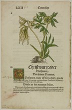 Christwurz (Hellebore) from Herbarium (Kräuterbuch), plate 96 from Woodcuts from Books of the XVI