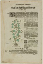 Leaf from New Kreuterbuch by Hieronymus Bock, plate 98 from Woodcuts from Books of the XVI Century,