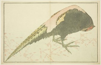 Male Pheasant, from The Picture Book of Realistic Paintings of Hokusai (Hokusai shashin gafu), c.