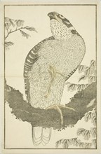 Hawk, from The Picture Book of Realistic Paintings of Hokusai (Hokusai shashin gafu), c. 1814,
