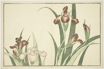 Iris, from The Picture Book of Realistic Paintings of Hokusai (Hokusai shashin gafu), c. 1814,