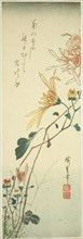 Chrysanthemums, c. 1840, Utagawa Hiroshige ?? ??, Japanese, 1797-1858, Japan, Color woodblock