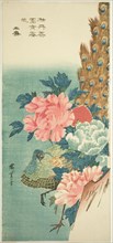Peacock and peonies, 1830s, Utagawa Hiroshige ?? ??, Japanese, 1797-1858, Japan, Color woodblock