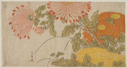 Chrysanthemums, early 1780s, Katsukawa Shunsho ?? ??, Japanese, 1726-1792, Japan, Color woodblock