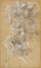 Sketch of Foliage and Branches, c. 1645–50, Angeluccio, Italian, 1620/25-1645/50, France, Black
