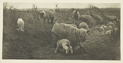 A March Pastoral (Suffolk), c. 1883/87, printed 1888, Peter Henry Emerson, English, born Cuba,