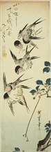 Swallows and flowering branch, 1830s, Utagawa Hiroshige ?? ??, Japanese, 1797-1858, Japan, Color