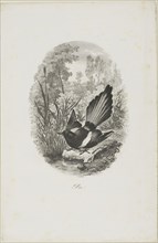 The Magpie, 1843, Charles François Daubigny, French, 1817-1878, France, Etching and engraving on