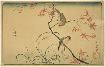Society Finches (Jushimatsu), 1790s, Kitao Masayoshi (Kuwagata Keisai), Japanese, 1764–1824, Japan,