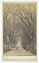 Untitled (avenue of trees), n.d., American, 19th century, United States, Albumen print, 9 x 5.8 cm