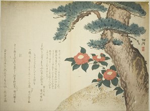 A Pine Tree and Camellias, c. 1815, Niwa Tokei, Japanese, 1760-1822, Japan, Color woodblock print,