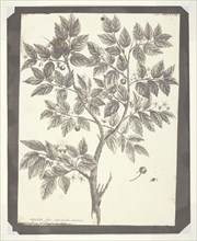 Copy of Botanical Engraving of Celtis, 1840/45, William Henry Fox Talbot, English, 1800–1877,
