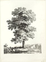 Study of a Tree, 1816, Jean Victor Bertin (French, 1775-1842), printed by Comte de Charles