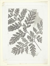 Branch of a Fern, c. 1853/58, William Henry Fox Talbot, English, 1800–1877, England, Photoglyphic