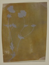 Stem of Leaves and Flowers, c. 1835/37, William Henry Fox Talbot, English, 1800–1877, England,
