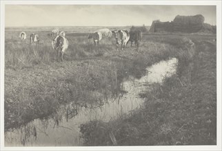 Cattle on the Marshes, 1886, Peter Henry Emerson, English, born Cuba, 1856–1936, England, Platinum